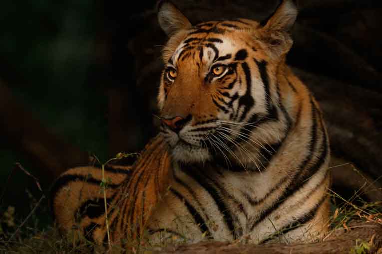 Bandhavgarh-jungle-safari-booking-1