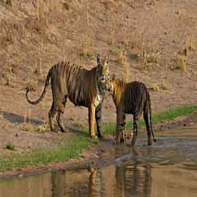 Bandhavgarh-safari-booking-10