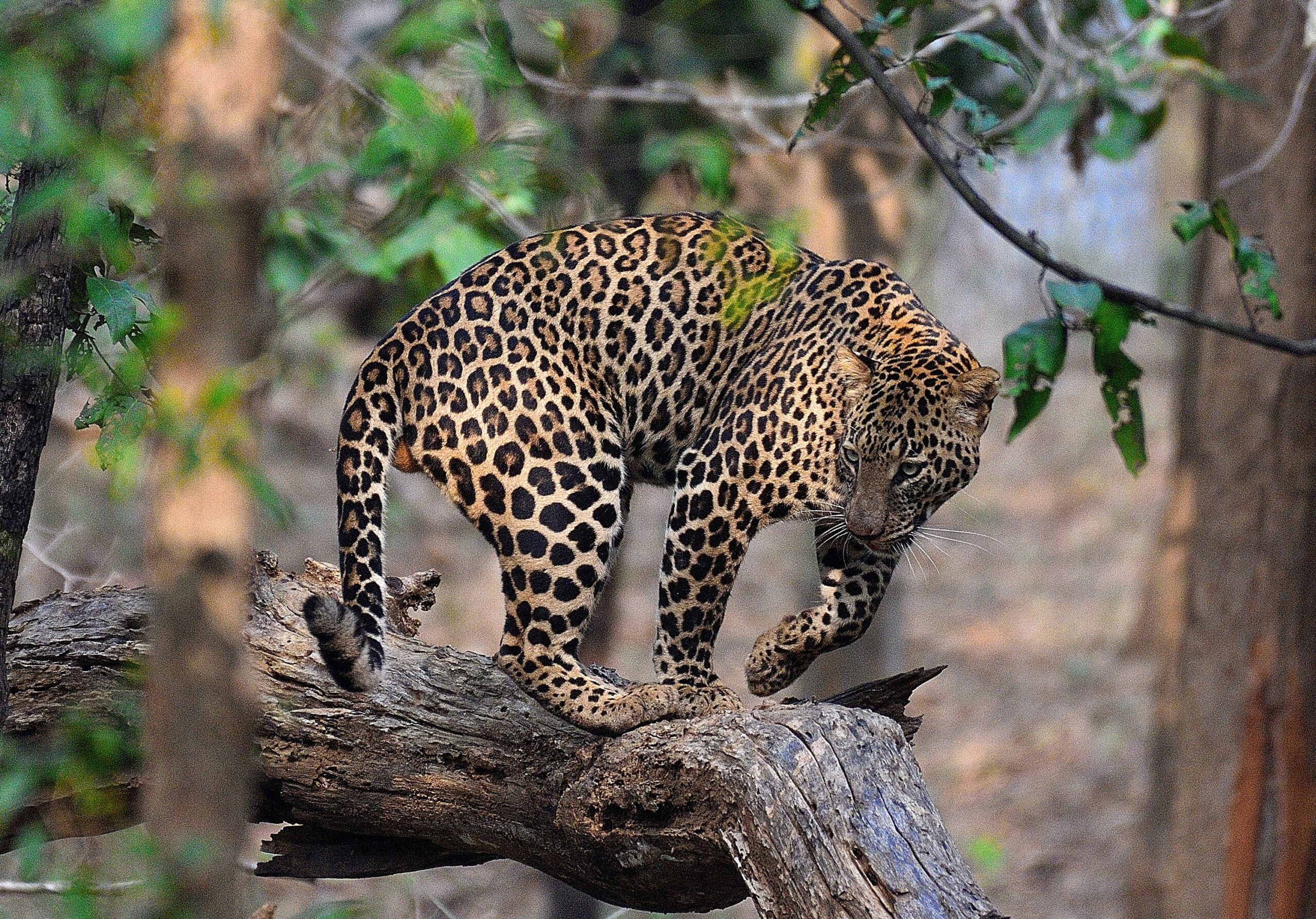 kanha wildlife safari booking