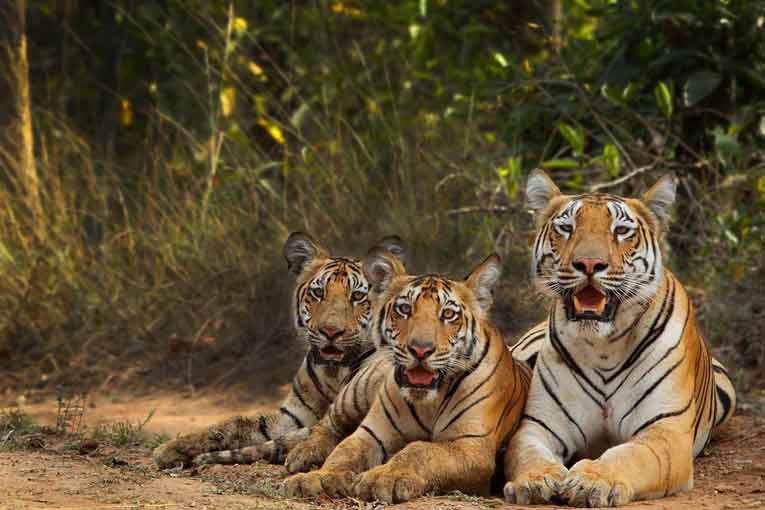 Online Safari Booking | Umred Karhandla Wildlife Sanctuary - Natures Sprout