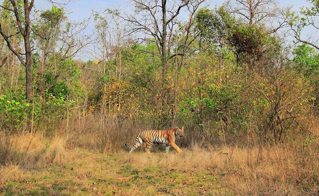 pench national park safari charges
