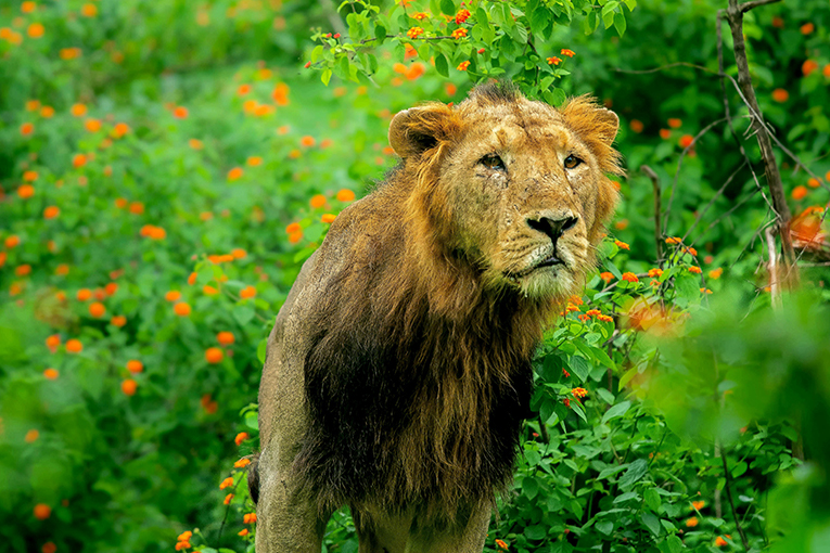 Online Jungle Safari Booking | Gir National Park Safari Booking - Natures  Sprout
