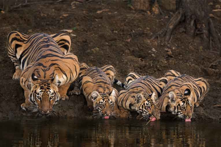 online booking for tadoba tiger safari