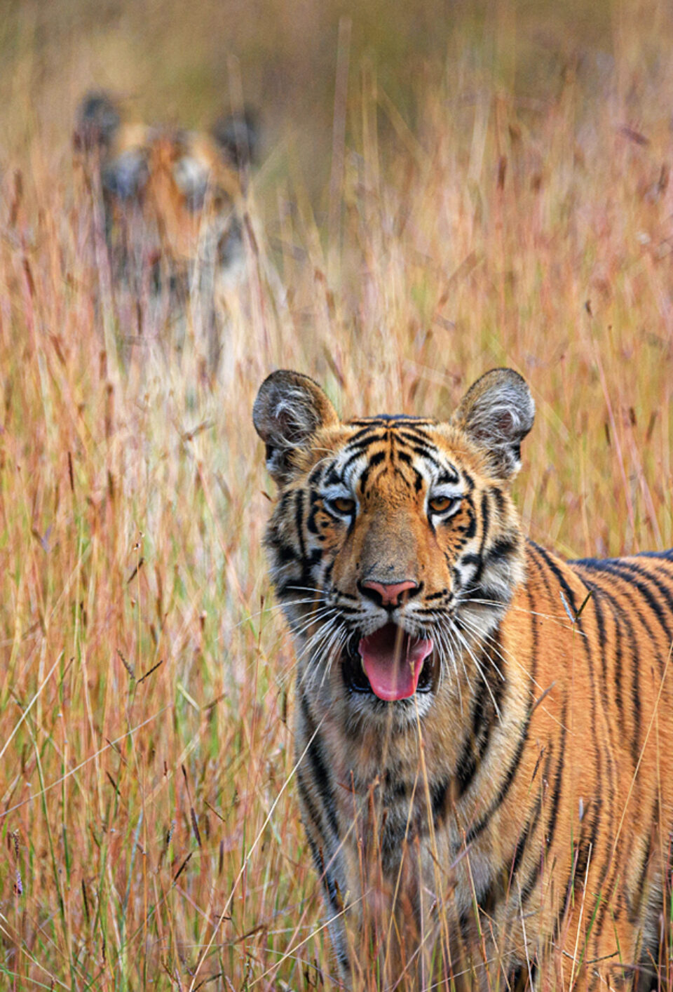 Splendid Safari at Bandhavgarh National Park